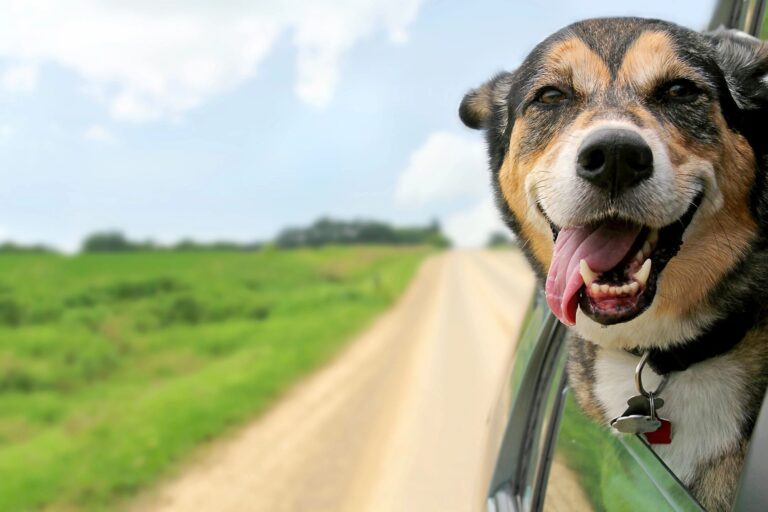 Pet Moving Tips Crossville TN